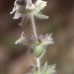 Sideritis cossoniana Flower