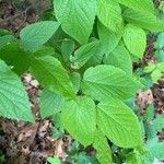 Celtis tenuifolia Feuille