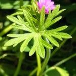 Geranium dissectum Leaf