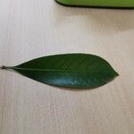 Lithocarpus edulis Folio
