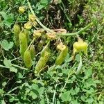 Crotalaria laburnifolia Fruit