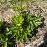 Ligusticum scothicum Hostoa