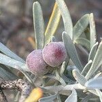 Cneorum pulverulentum फल