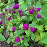 Gomphrena globosaFlower