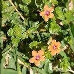 Lysimachia arvensisFlower