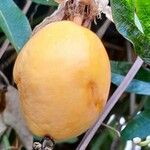 Passiflora caerulea Fruit