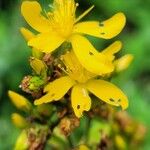 Hypericum hirsutum Fula