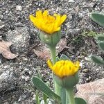 Hertia cheirifolia Kvet