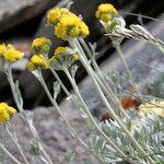 Artemisia glacialis Çiçek