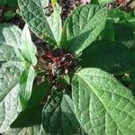 Clerodendrum capitatum Frucht