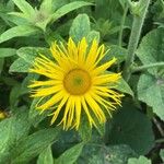 Inula helenium Blad