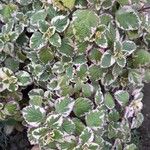 Coleus madagascariensis Leaf