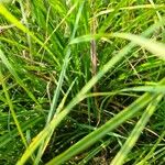 Carex atherodes Blatt