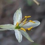 Chlorophytum zavattarii Blüte