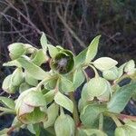 Helleborus foetidus Цвят