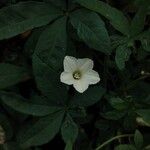 Distimake quinquefolius Flower