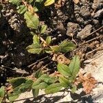 Amaranthus deflexus Deilen