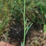 Linaria simplex Leaf