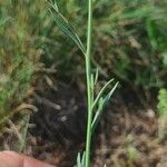 Linaria simplex Lehti