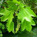 Acer cissifolium Liść