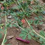 Indigofera hendecaphylla Blad