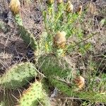 Opuntia macrorhiza Blüte