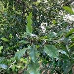 Syzygium aromaticum List