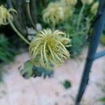 Clematis lasiantha Fruit