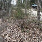 Shepherdia canadensis Staniste