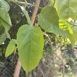 Mansoa alliacea Leaf