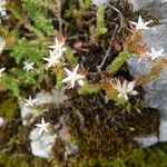 Sedum moranense Flower