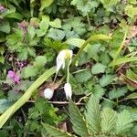 Allium paradoxum പുഷ്പം