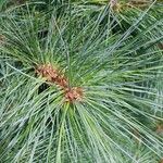 Pinus strobusBlatt