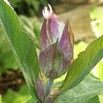 Salvia officinalis Flower