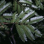 Zygia racemosa Leaf