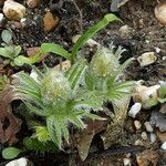 Pulsatilla vulgaris Leaf