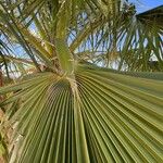 Washingtonia filifera Лист