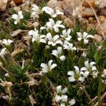 Cherleria obtusiloba Хабит