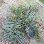 Syagrus microphylla Yeri