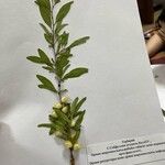 Elaeagnus angustifolia Blatt