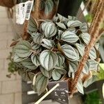 Peperomia albovittata Ліст