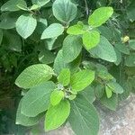 Cordia boissieriList