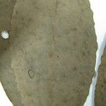 Aniba citrifolia Yaprak
