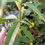 Aloysia citriodora Blad