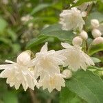 Deutzia gracilisBlüte