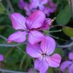 Lunaria annuaCvet