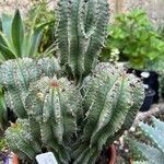 Euphorbia polygona Φύλλο