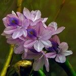 Eichhornia crassipes Fleur