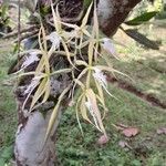 Epidendrum ciliare Çiçek