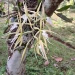 Epidendrum ciliare Blomma